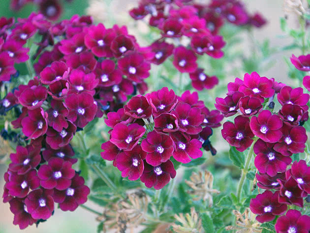 Varvena verbena