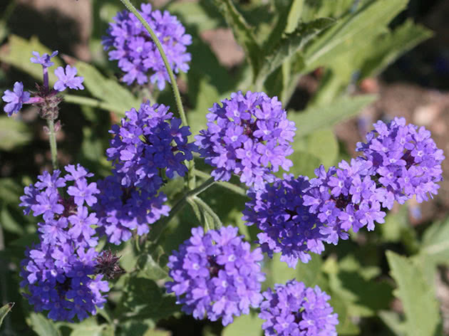 Verbena rigida / Verbena rigida