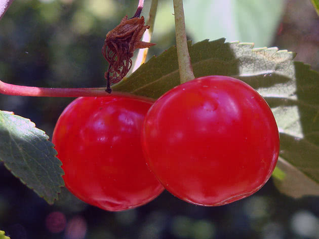 Fruta de cerejeira