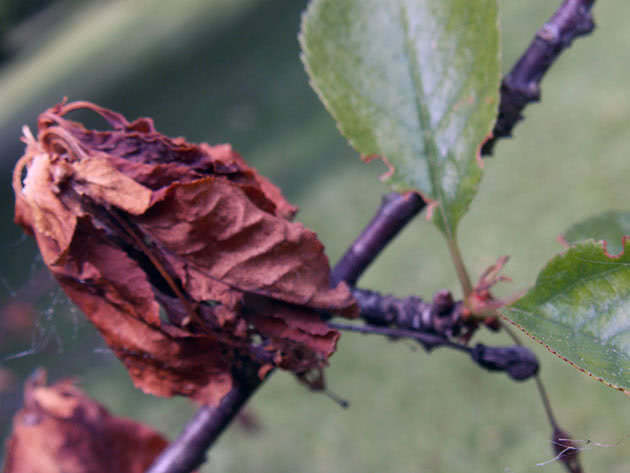 Folhas de cereja secas