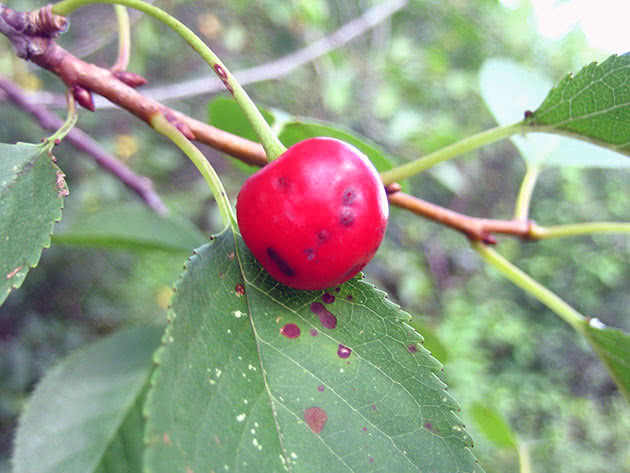 Manchas de cereja