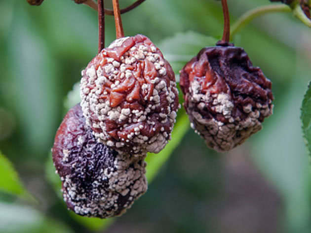 Podridão de cereja