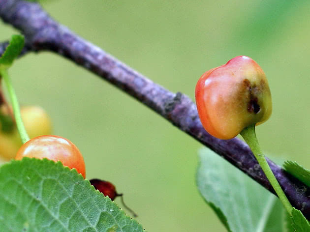 Doenças da cereja e seu tratamento