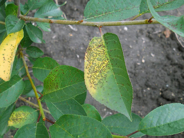 Folhas de cerejeira ficam amarelas