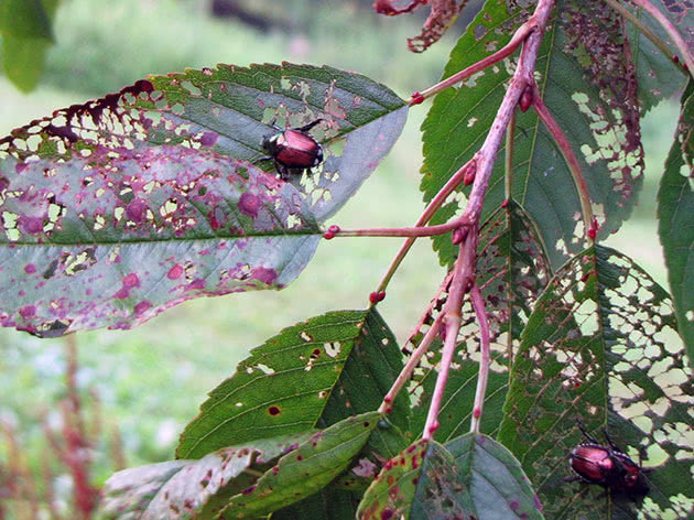 Besouros em folhas de cerejeira