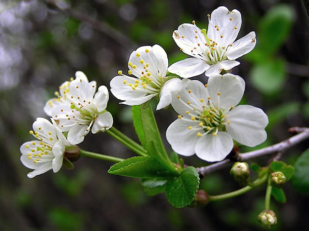 flores de cerejeira