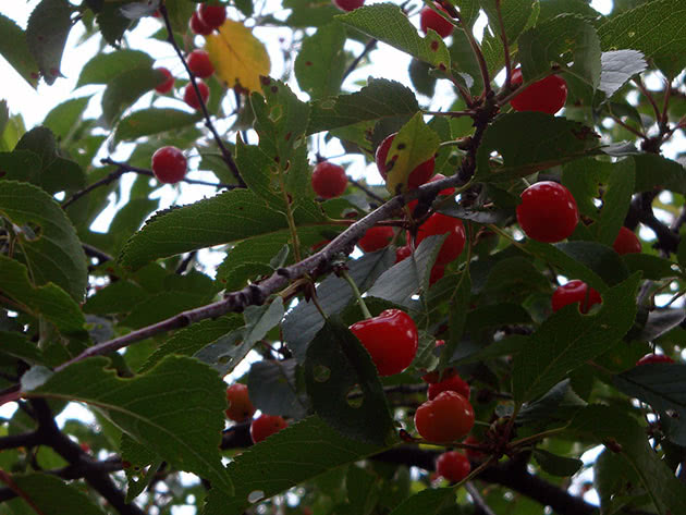 Frutas cereja na árvore