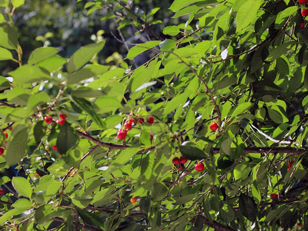 Cerejeira no jardim