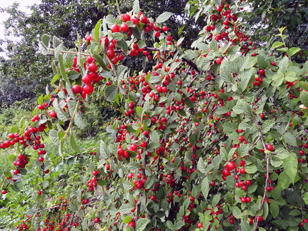 Cereja cheia de frutas