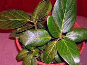 Lista de plantas venenosas de interior
