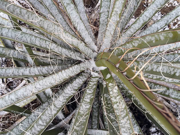 Yucca pod snijegom