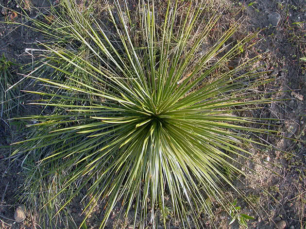 Grm Yucca