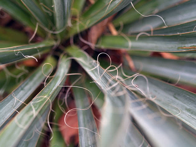 Yucca filamentosa / Yucca filamentosa