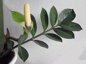 Zamioculcas kod kuće