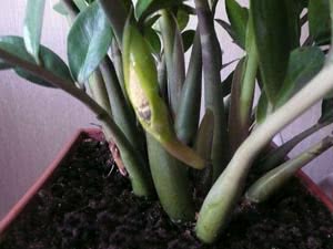 Zamioculcas em casa