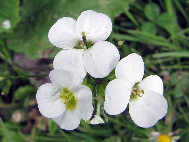 Alpski arabis (Arabis alpina = Arabis flaviflora)