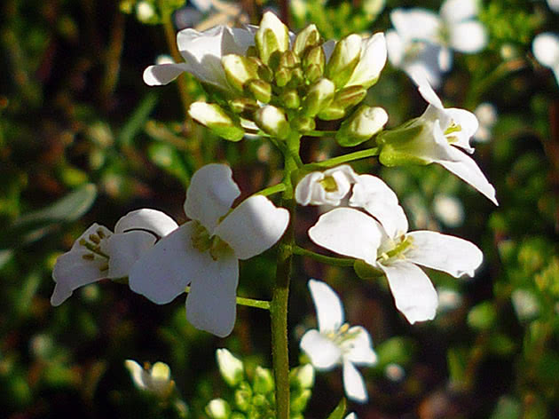 Arabi ponestaju (Arabis procurrens)