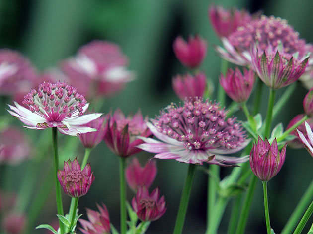 Kako i kada saditi astrantiju u vrtu