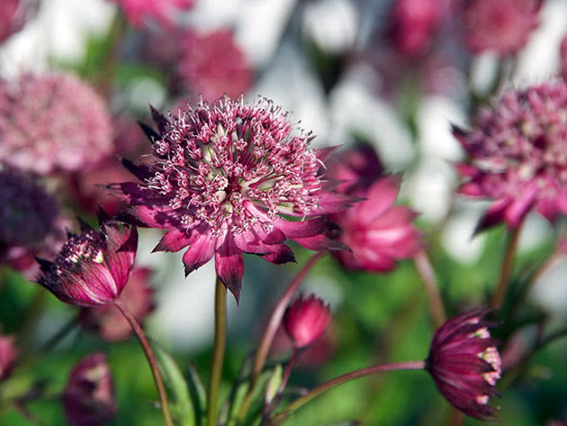 Kako saditi i uzgajati Astrantiju