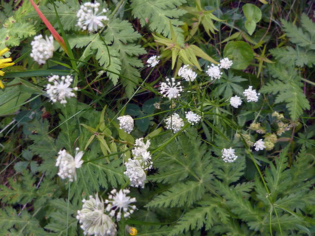 Astrantia minor