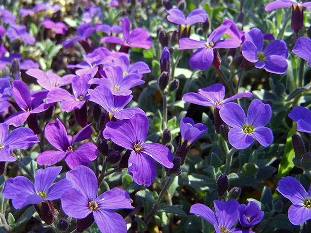 Kulturna Aubrieta (Aubrieta x culorum)