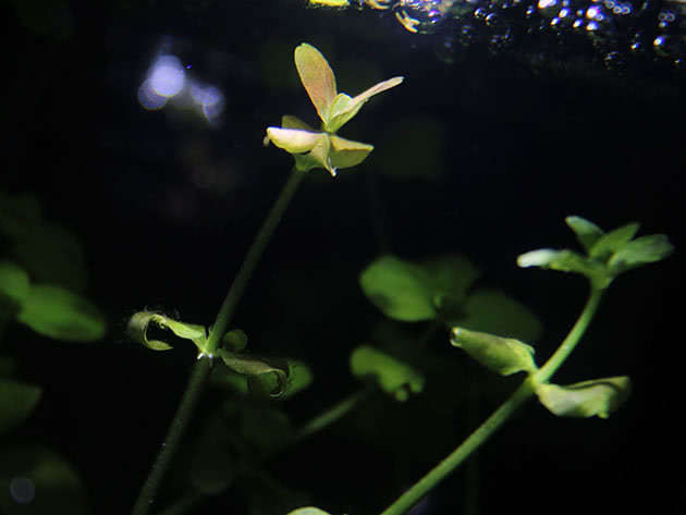 Australska bakopa (Bacopa australis)