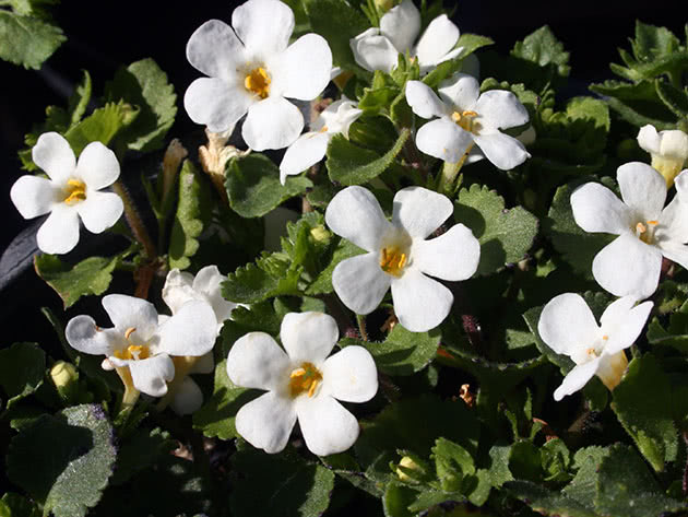 Bacopa cordata