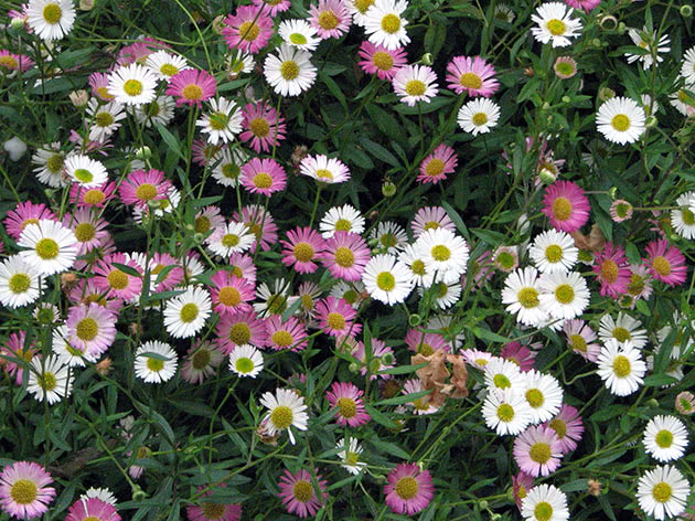 Višegodišnja tratinčica / Bellis perennis