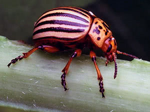 Colorado beetle ng patatas - kung paano makipaglaban sa hardin