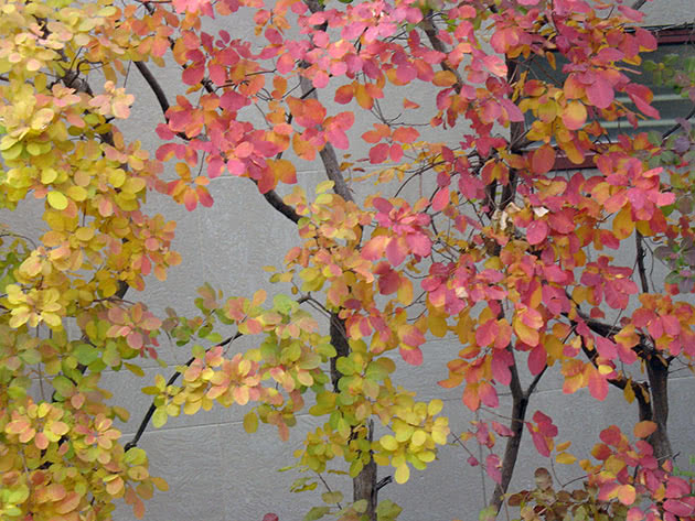 Scump americano (Cotinus americanus), ou obovate (Cotinus obovatus), ou sumagre verde-oliva (Rhus cotinoiides) Scump americano (Cotinus americanus), ou obovate (Cotinus obovatus), ou sumagre verde-oliva (Rhus cotinoiides)