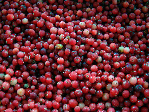 Ciri-ciri cranberry yang berguna dan berbahaya