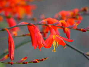 Crocosmia ili montbrecia cvijet