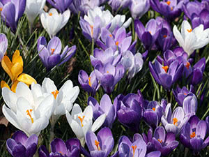 Crocus cvjetovi