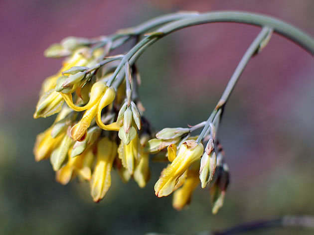 Dicentra zlatnocvjetna / Dicentra chrysantha