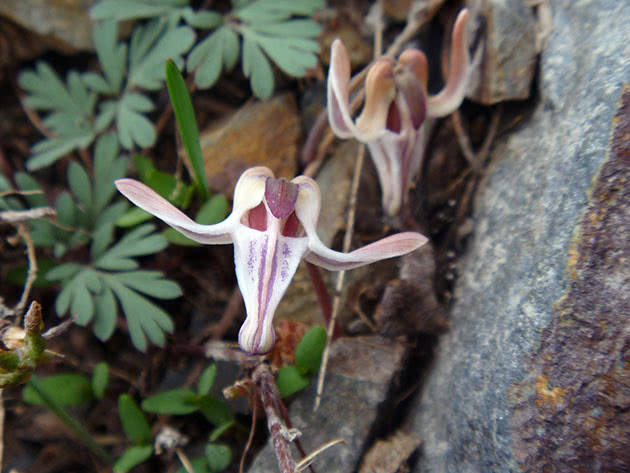 Dicentra jednocvjetna / Dicentra uniflora