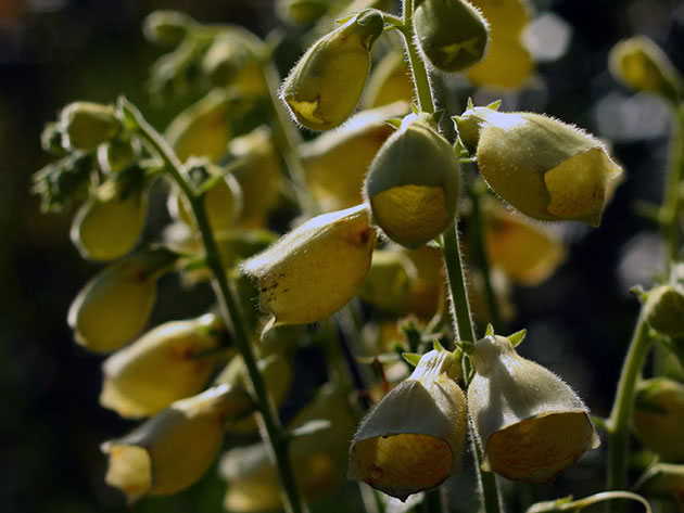 Velikocvjetni digitalis (Digitalis grandiflora = Digitalis ambigua)