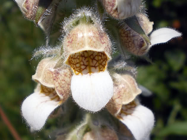 Vunasta lisica (Digitalis lanata)