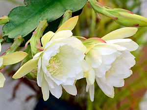 Cactus epiphyllum