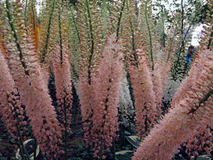 Cvijet Eremurus