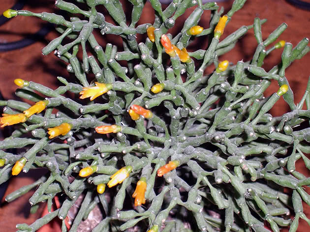 Hatiora salicornioides