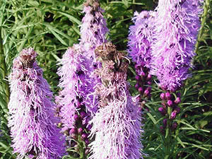 Cvijet Liatris