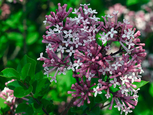 Meyerova lila (Syringa meyeri)