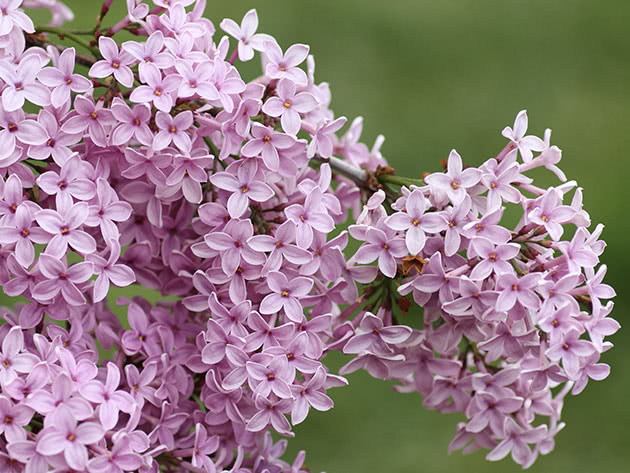 Perzijska lila (Syringa x persica)