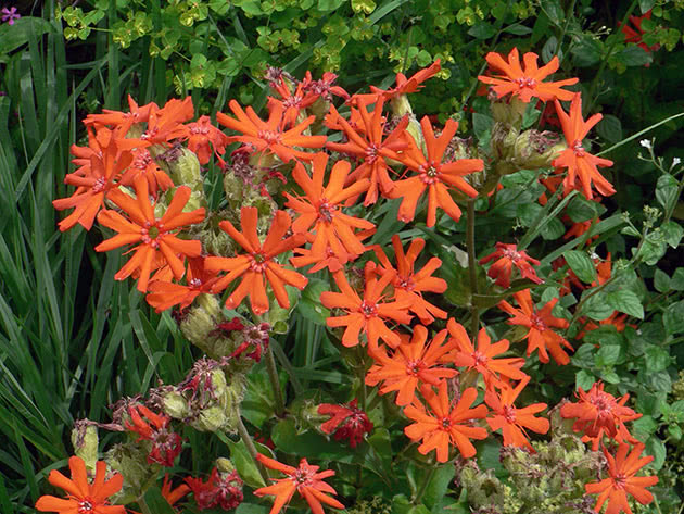 Lychnis arkwrightii
