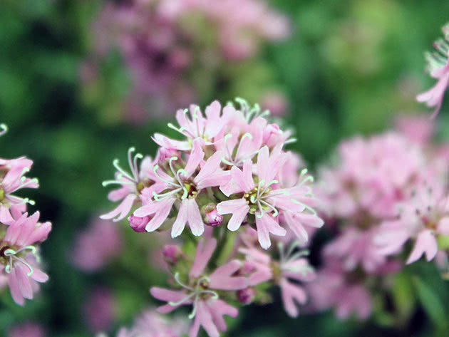 Lychnis alpine (Lychnis alpina = Viscaria alpine = Steris alpine)