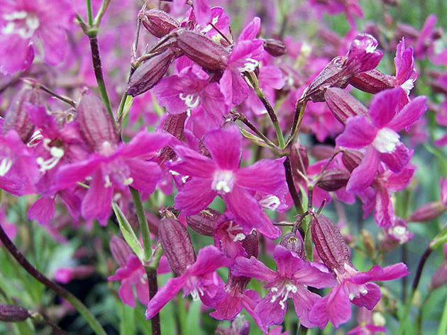ליקניס ויסקריה (Viscaria vulgaris = Lychnis viscaria = Silene viscaria)