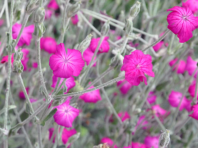 כתר ליכניס (Lychnis coronaria = Lychnis coriacea)