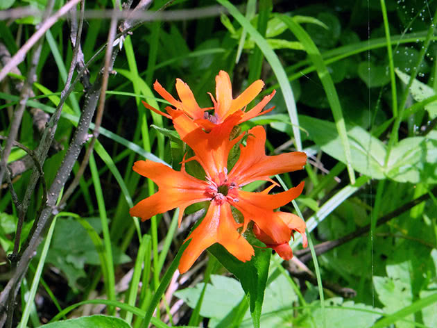 Lychnis נוצץ (Lychnis fulgens)