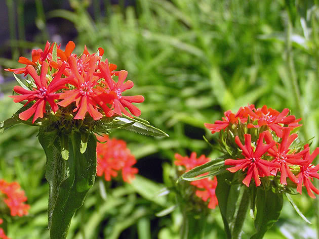 Lychnis chalcedonica (Lychnis chalcedonica)