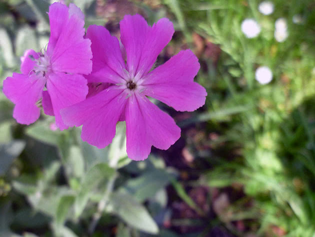 ליכניס צדק (Lychnis flos-jovis = Coronaria flos-jovis)